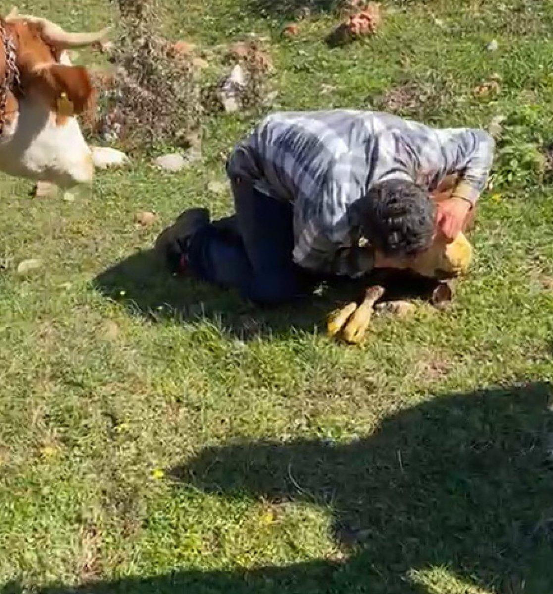 Tokat’ta nefes alamayan buzağıya, suni teneffüs yaptı
