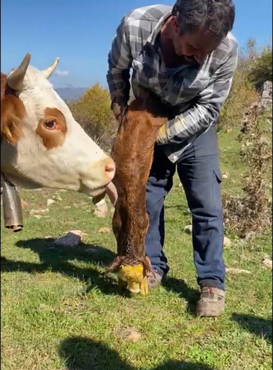Tokat’ta nefes alamayan buzağıya, suni teneffüs yaptı