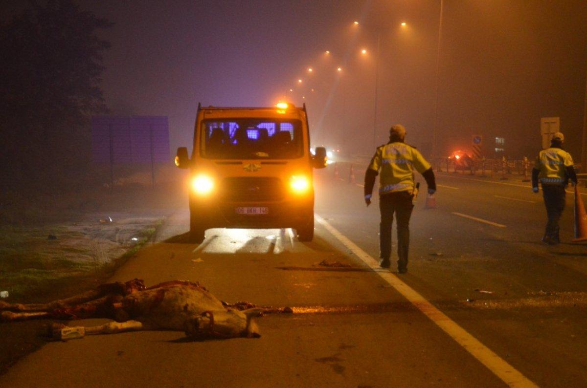 Eyüpsultan’da taksici ata çarptı