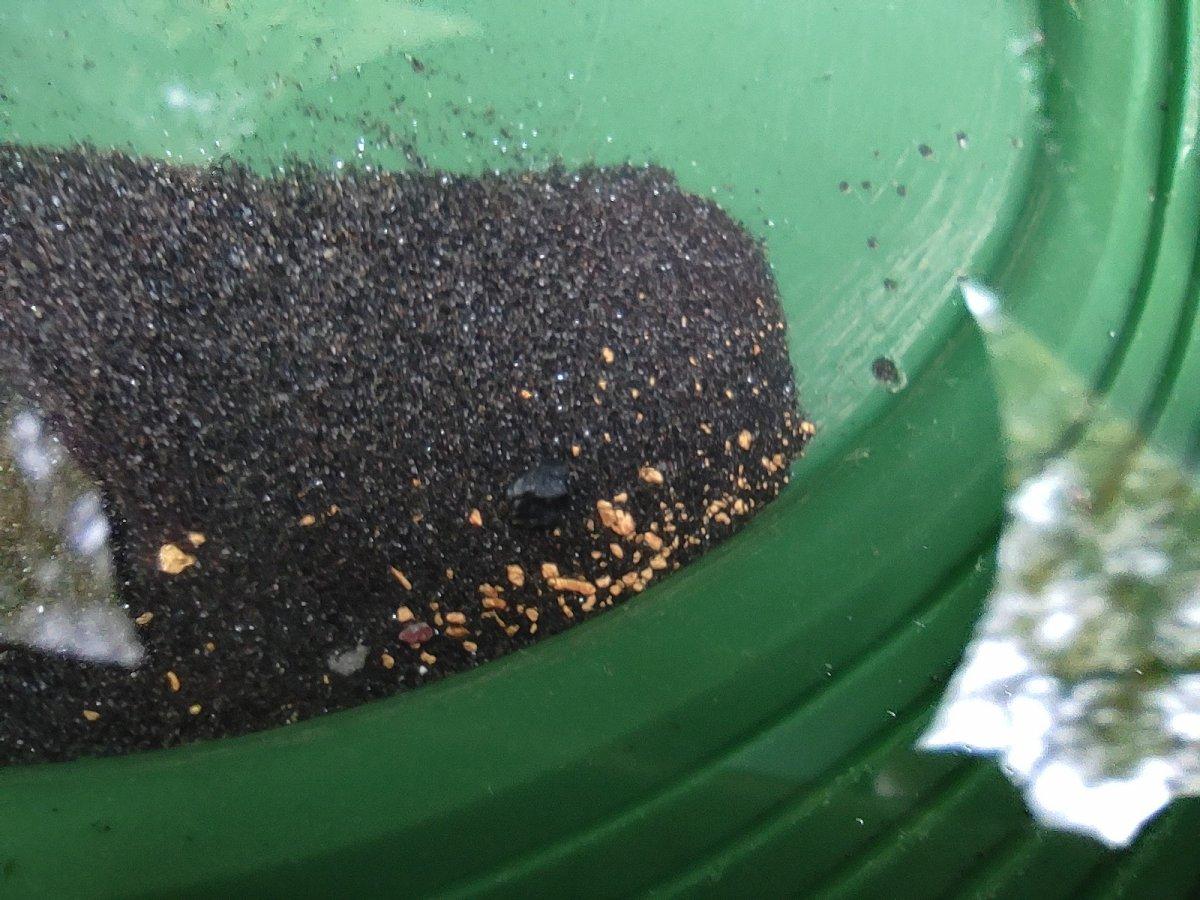 Bursa'daki altın avcıları, akan dereden toprak eleyerek servet biriktiriyor