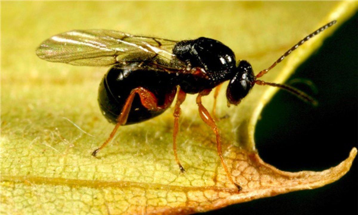 Katil Gal Arısı nedir, nasıl anlaşılır? Bir ilde daha görüldü