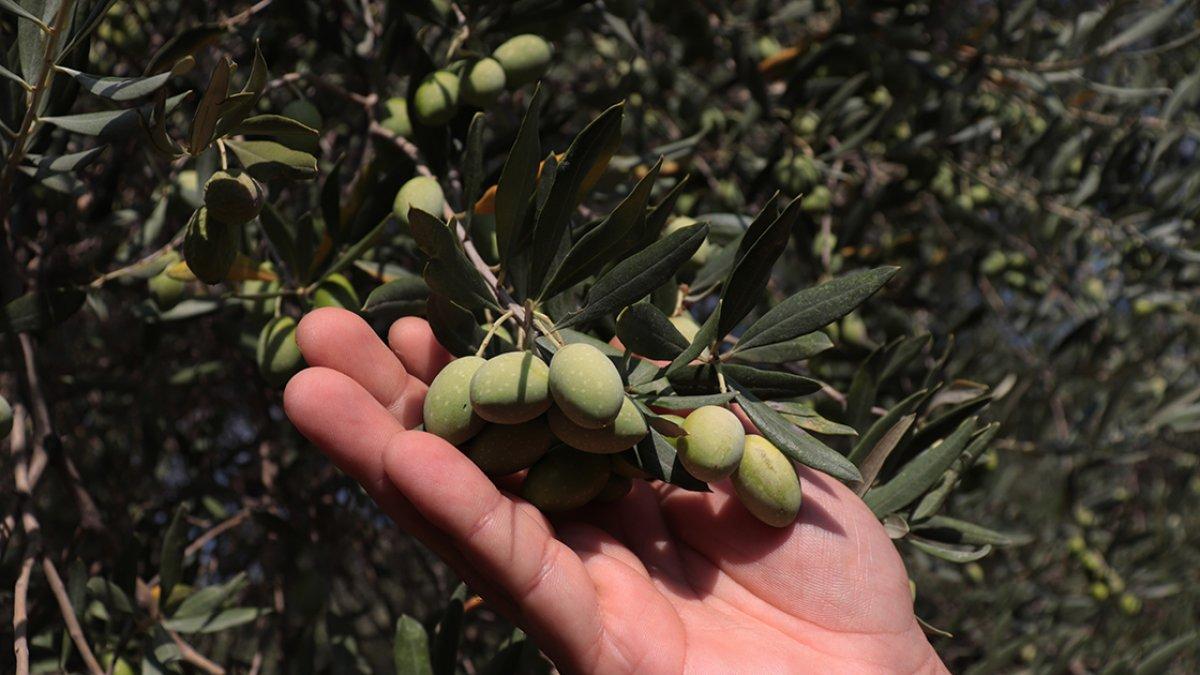 Zeytinimize talep yağıyor