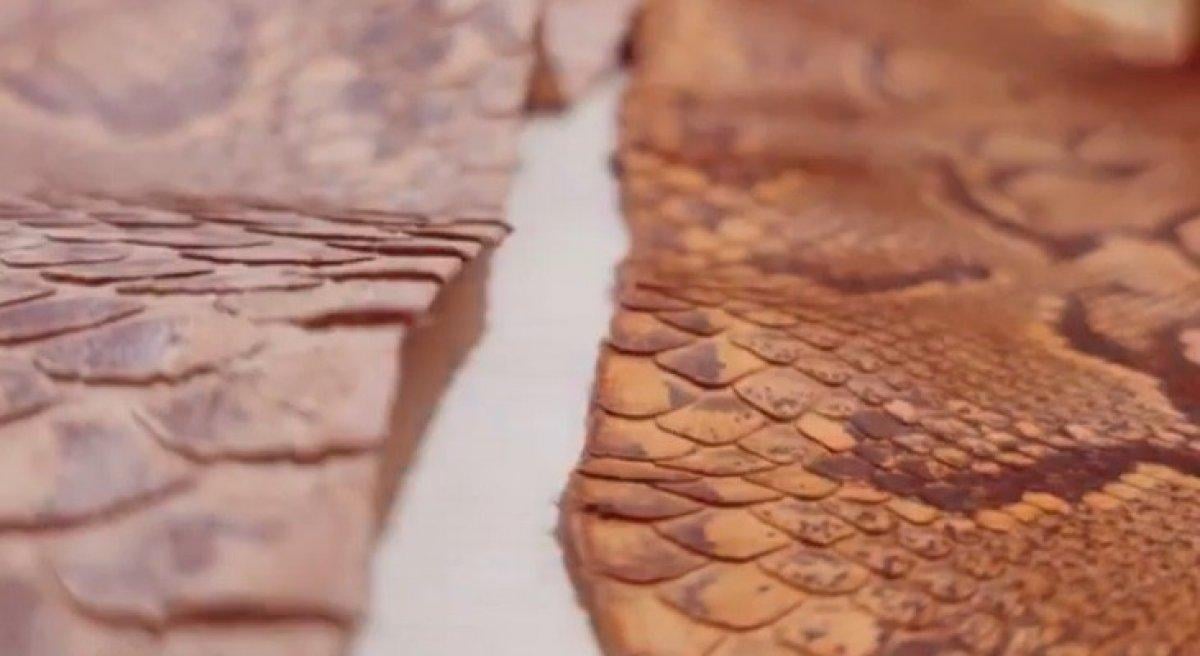 İzmir’de, kaçak yılan derileri ele geçirildi