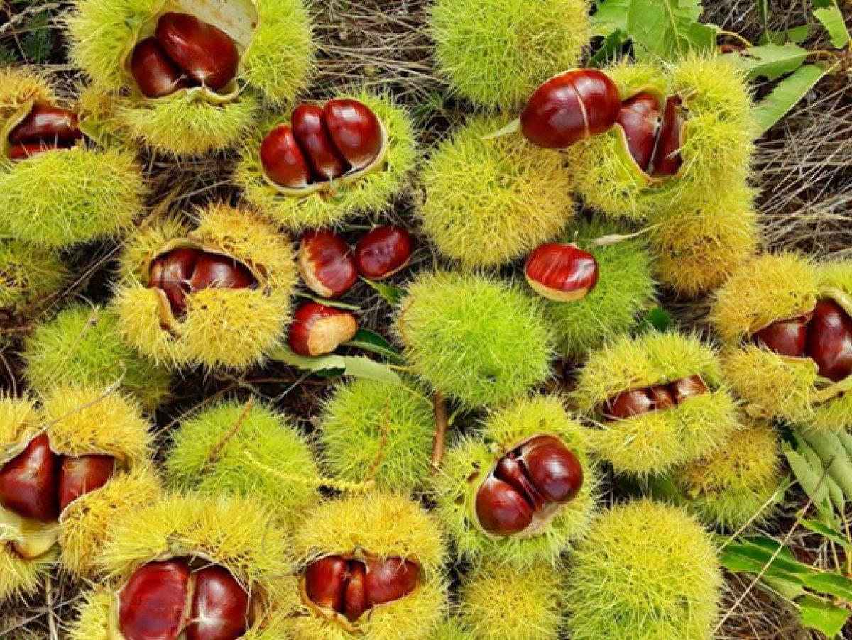 Katil Gal Arısı nedir, nasıl anlaşılır? Bir ilde daha görüldü