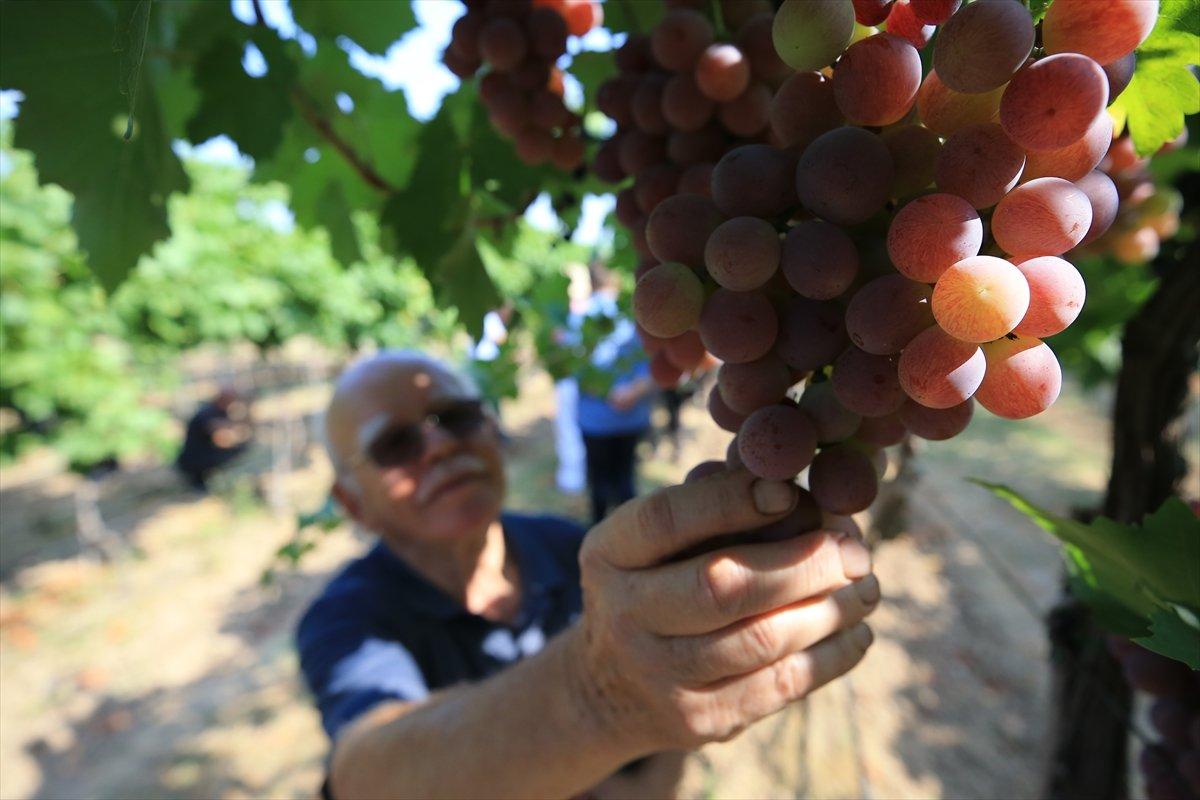Kırklareli'nde üzüm bağları ekildi