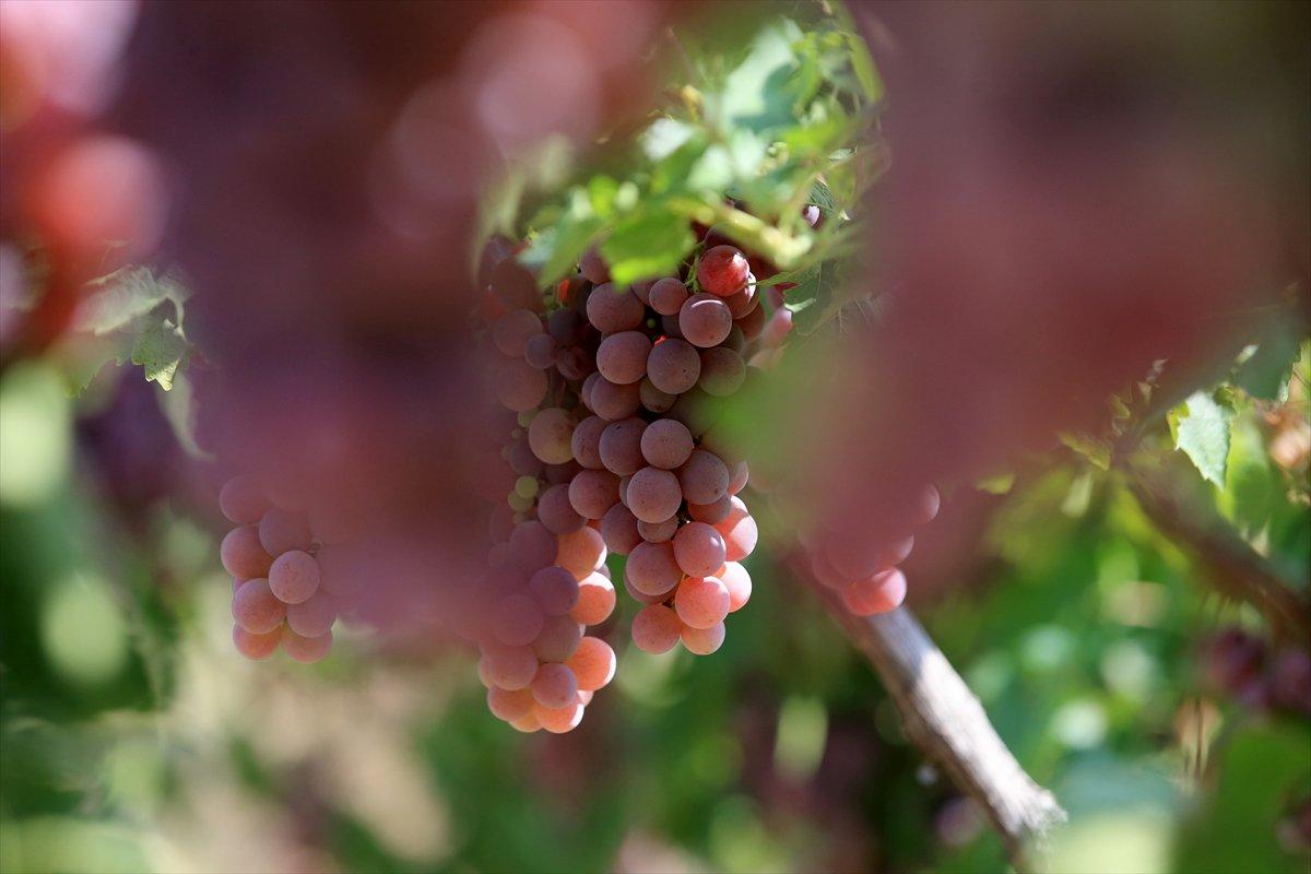 Kırklareli'nde üzüm bağları ekildi