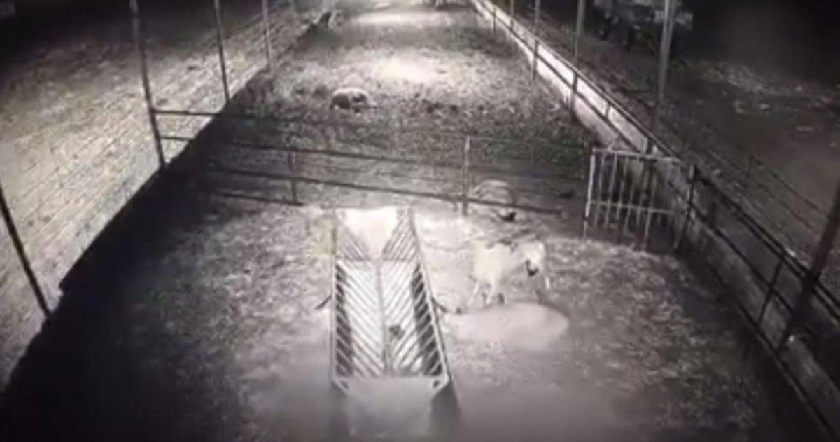 Isparta'da kurt, koyun sürüsüne saldırdı: 10 koyun telef oldu