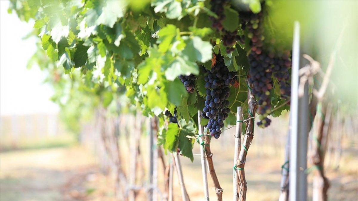 Kırklareli'nde üzüm bağları ekildi