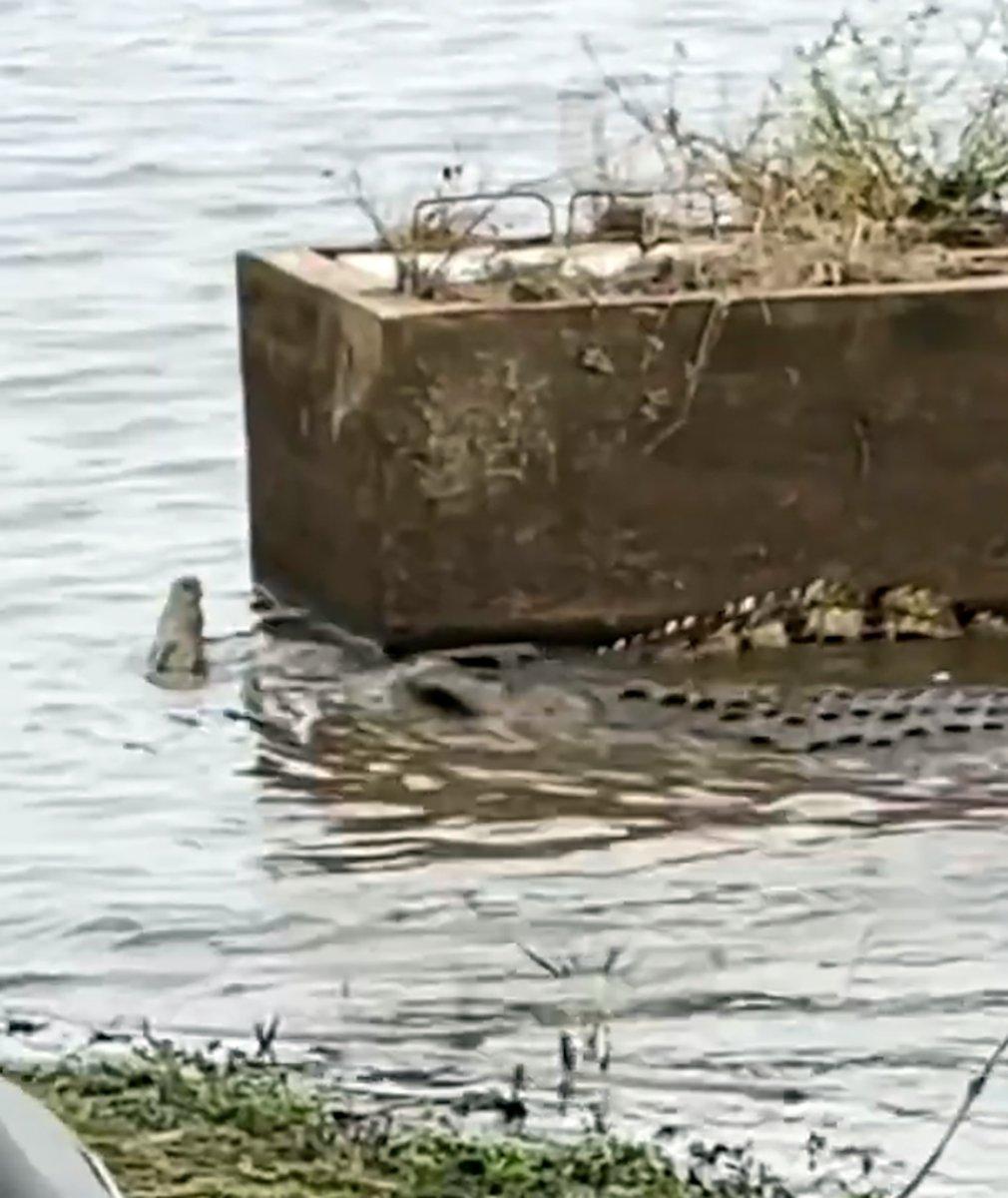 Dev timsah, ufak timsahı avladı