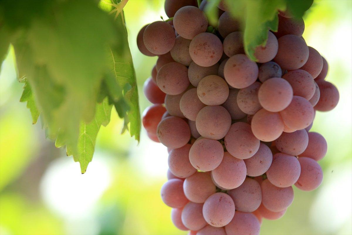 Kırklareli'nde üzüm bağları ekildi