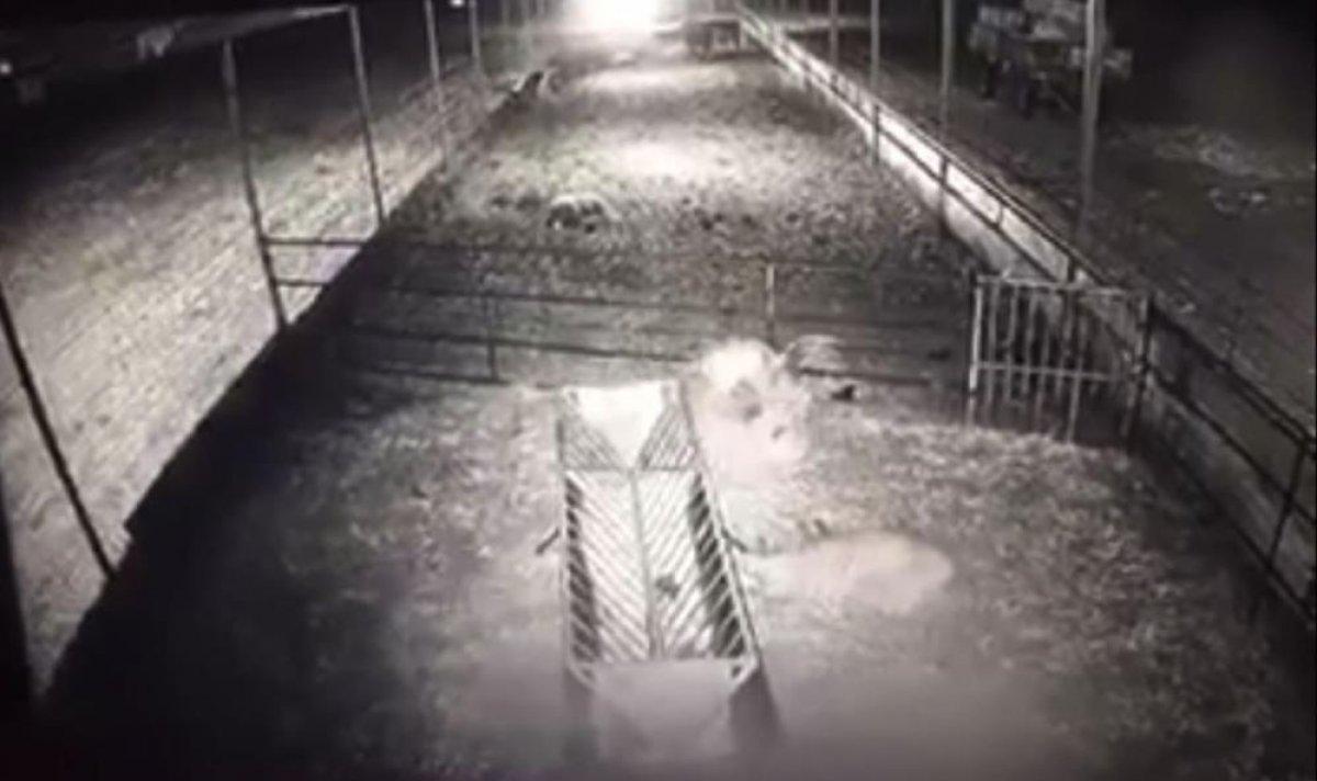 Isparta'da kurt, koyun sürüsüne saldırdı: 10 koyun telef oldu