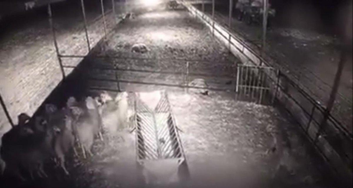 Isparta'da kurt, koyun sürüsüne saldırdı: 10 koyun telef oldu