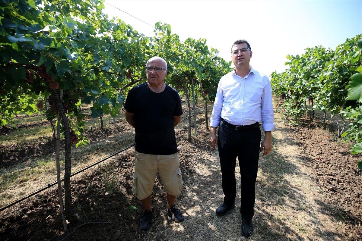 Kırklareli'nde üzüm bağları ekildi