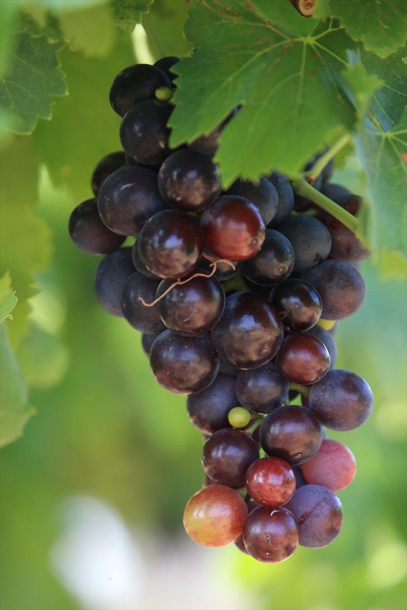 Kırklareli'nde üzüm bağları ekildi