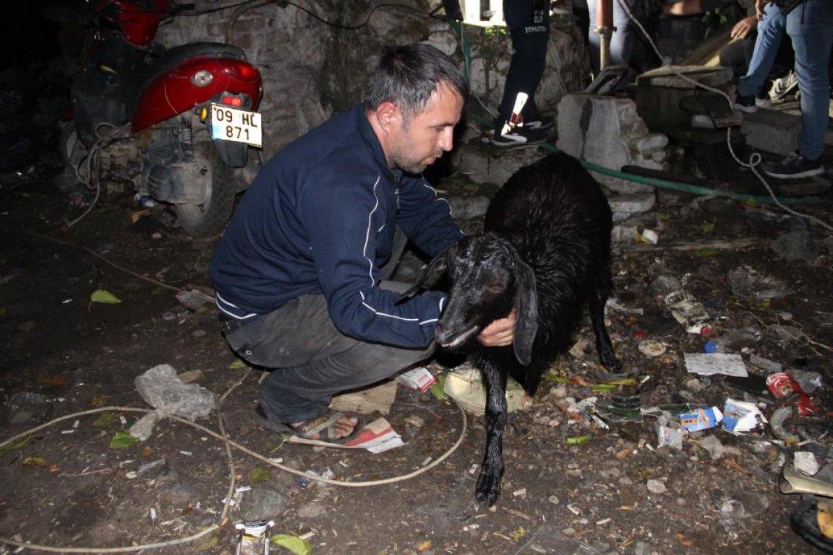 Manisa'da su kuyusuna düşen keçileri kurtarmak için zamanla yarıştılar
