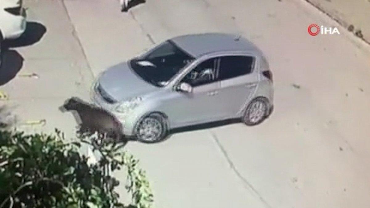 Ankara'da aracını kaldırımda yatan köpeğin üzerine sürdü