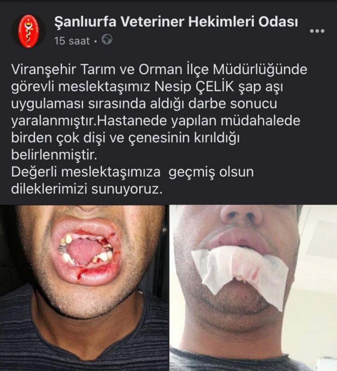 Şanlıurfa'da aşı uygulanan inek veterineri hastanelik etti