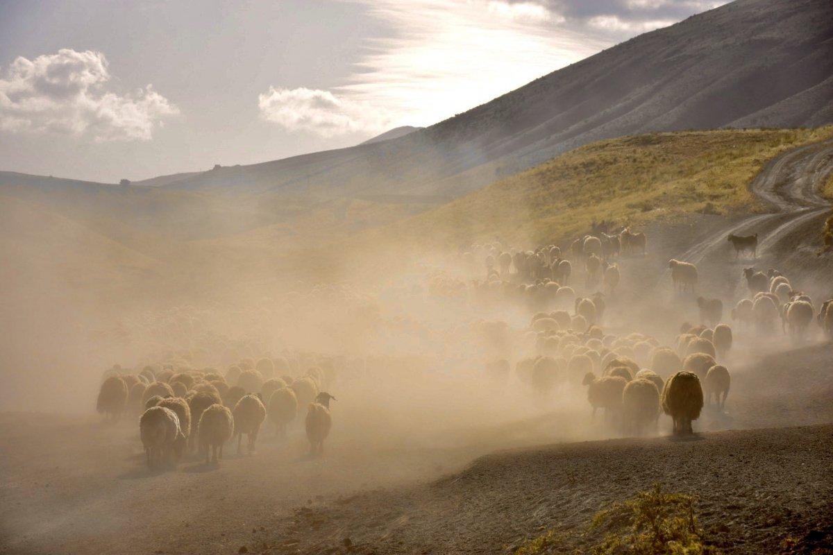 Hayvancılık desteklenecek