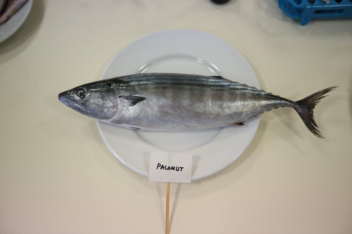 Karadeniz'de hamsinin biyoaktif özelliği incelendi