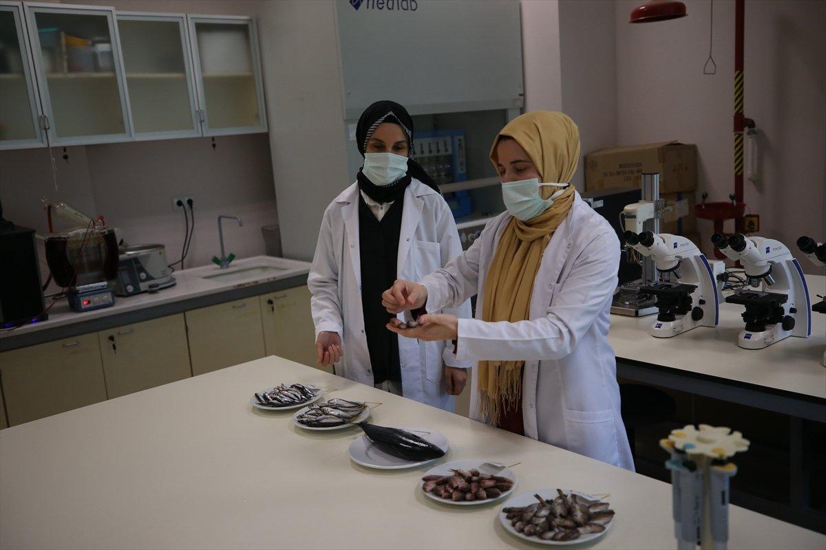 Karadeniz'de hamsinin biyoaktif özelliği incelendi