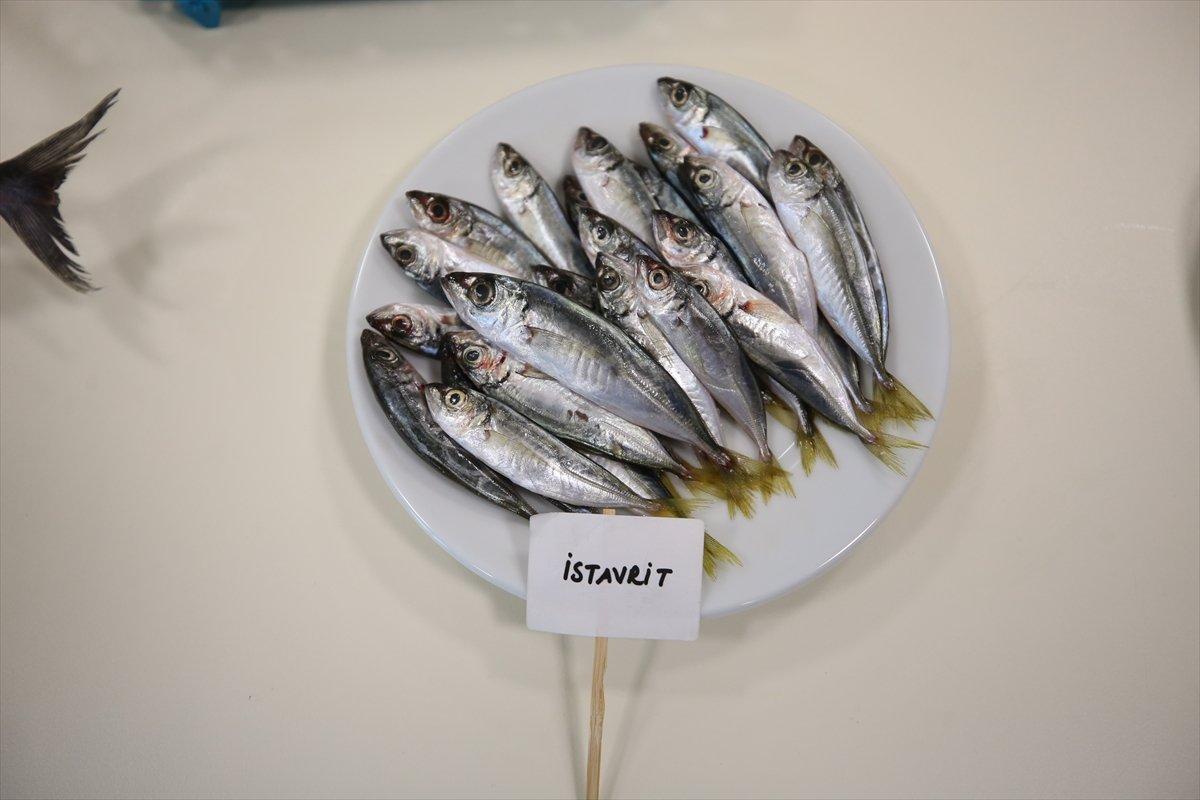 Karadeniz'de hamsinin biyoaktif özelliği incelendi