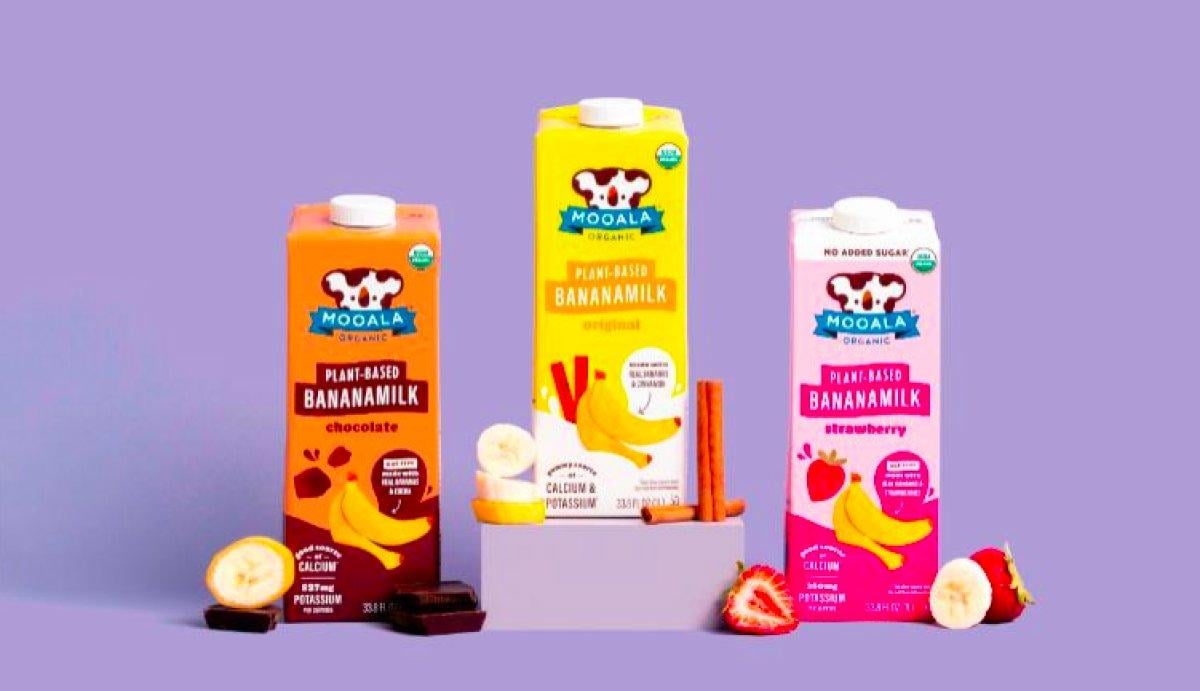 İnekler olmadan gerçek süt ürünleri üretiliyor