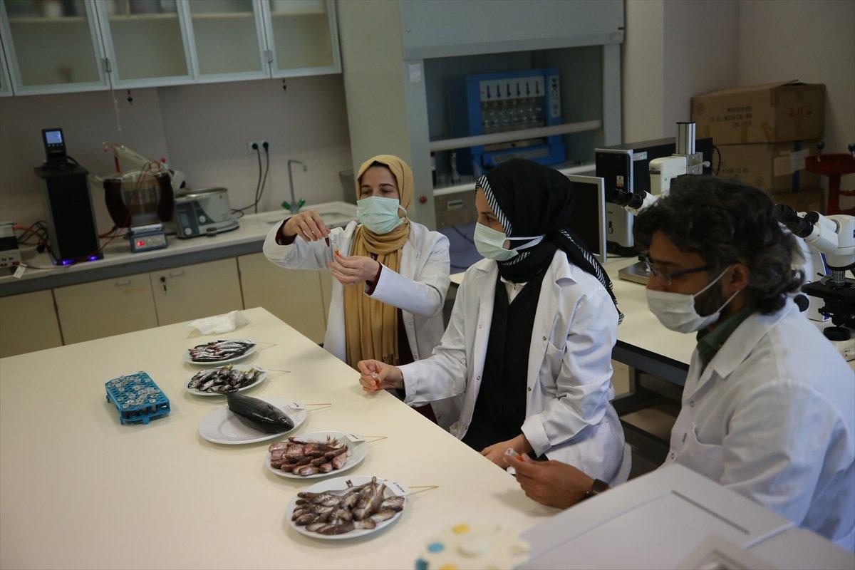 Karadeniz'de hamsinin biyoaktif özelliği incelendi