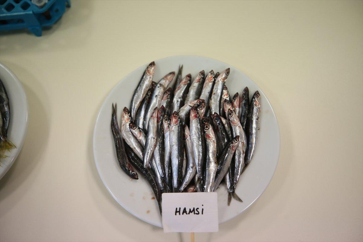 Karadeniz'de hamsinin biyoaktif özelliği incelendi