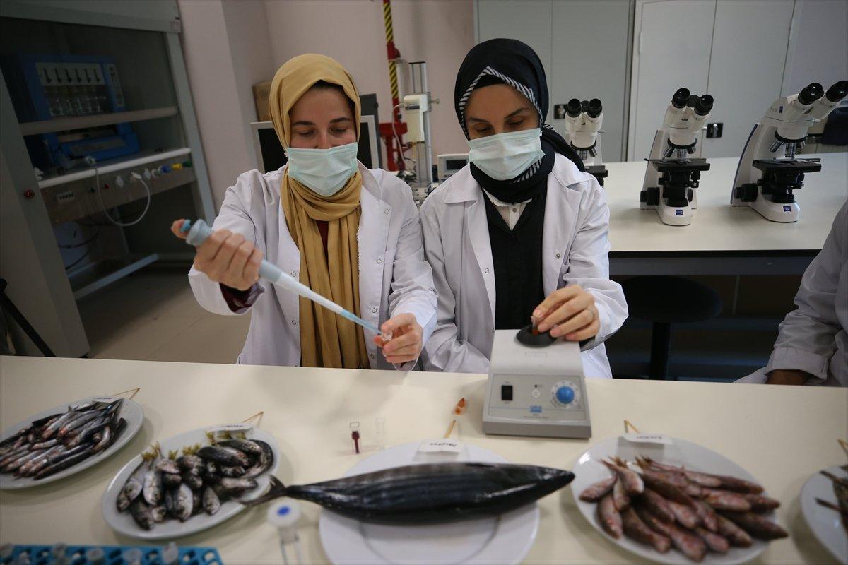 Karadeniz'de hamsinin biyoaktif özelliği incelendi