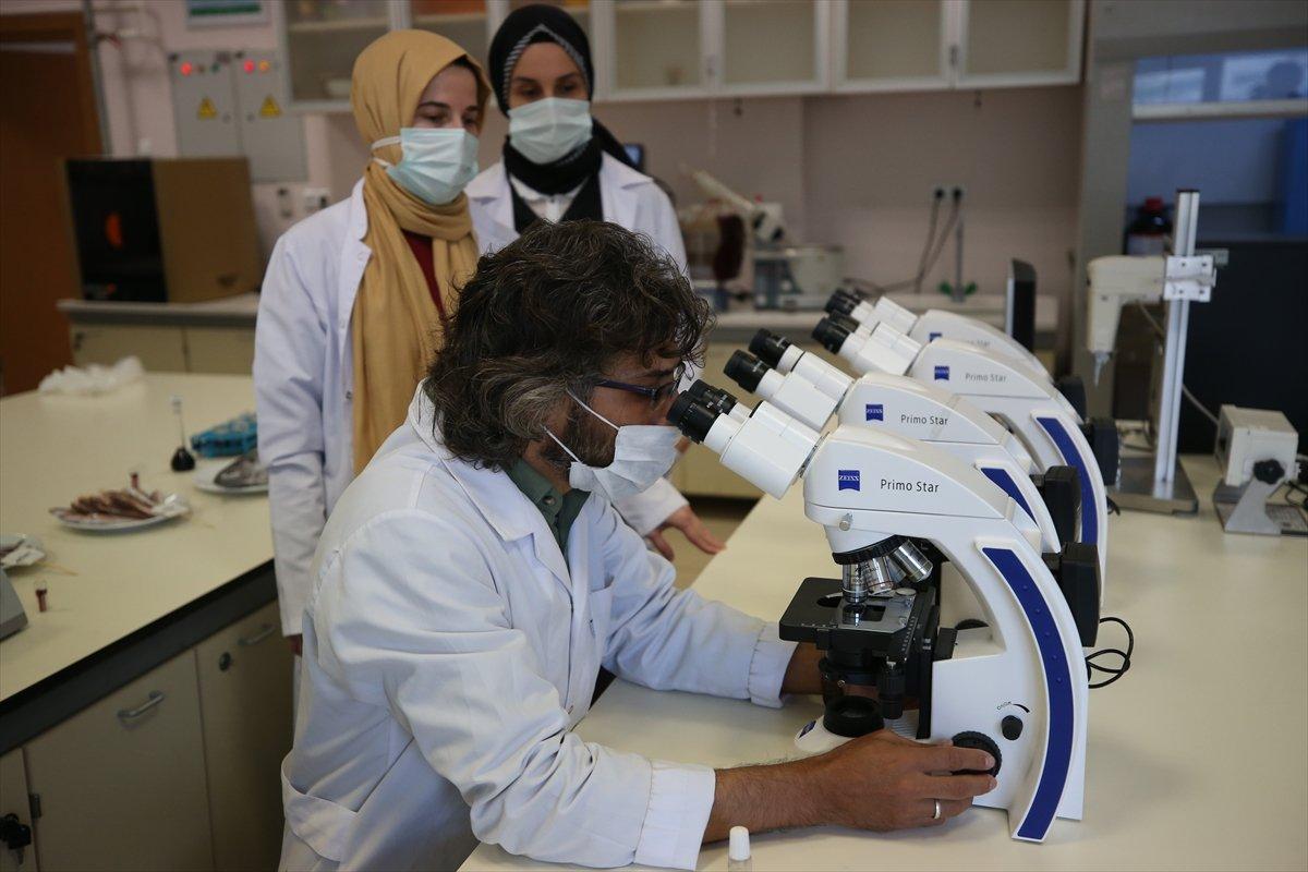 Karadeniz'de hamsinin biyoaktif özelliği incelendi