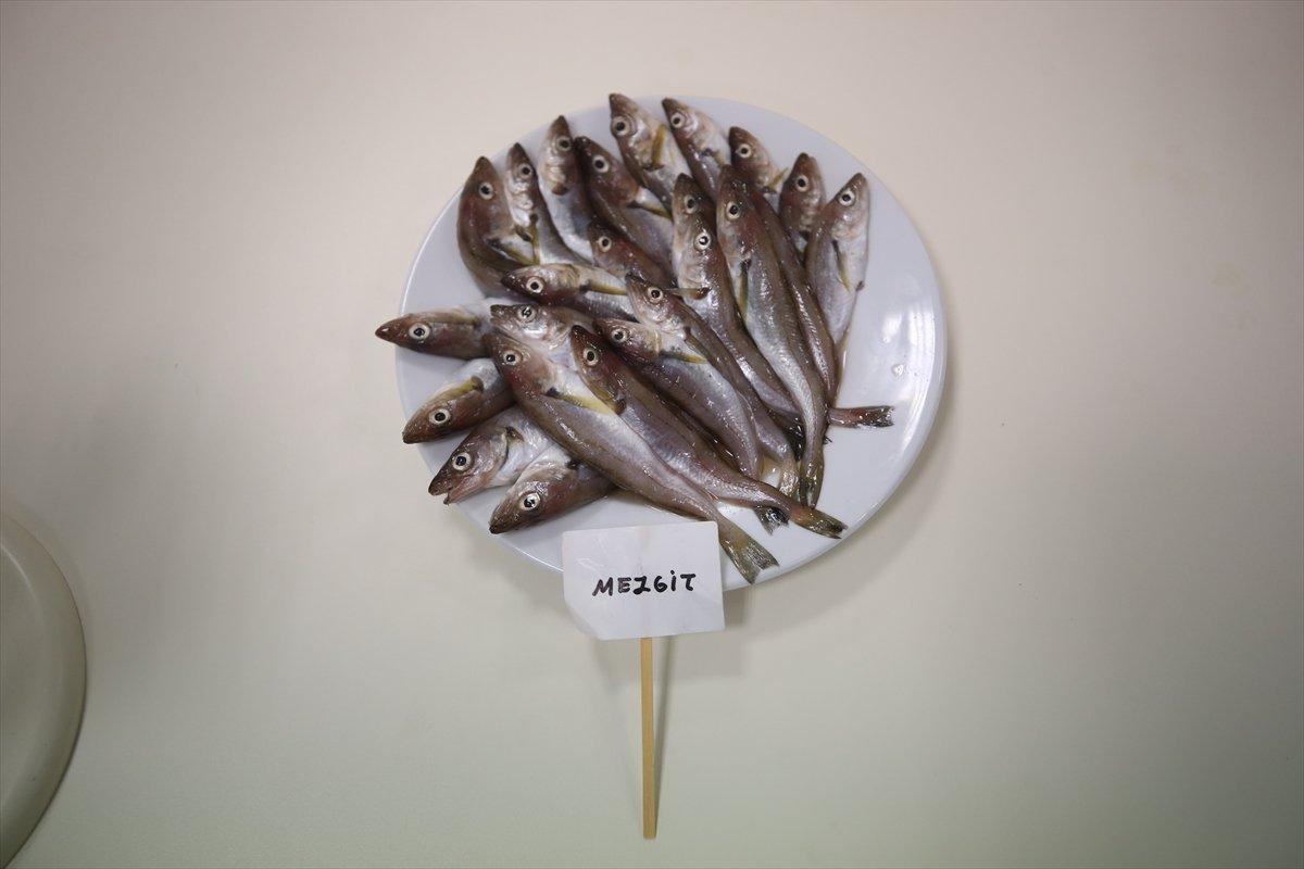 Karadeniz'de hamsinin biyoaktif özelliği incelendi