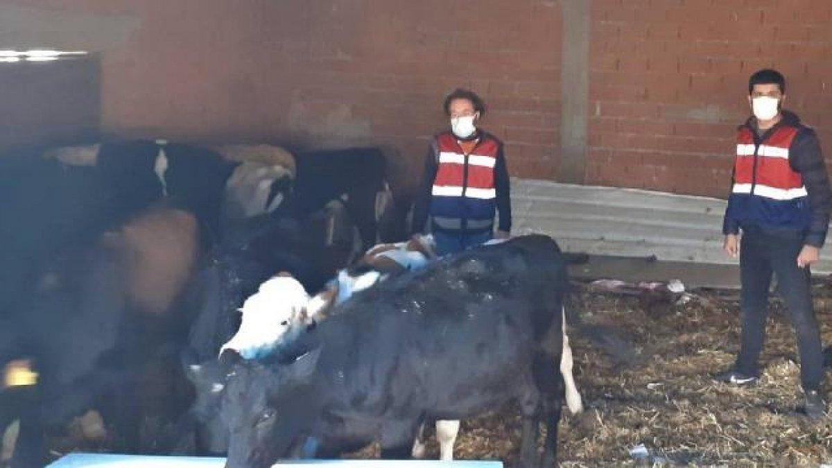 Balıkesir'de hırsızlar, çaldıkları inekleri kesemeden yakalandılar