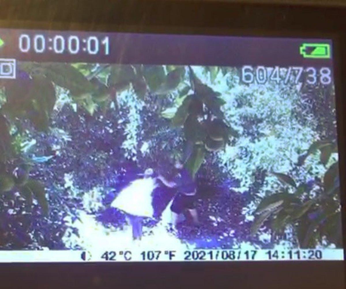 Antalya'da avokado hırsızları çiftçileri bezdirdi