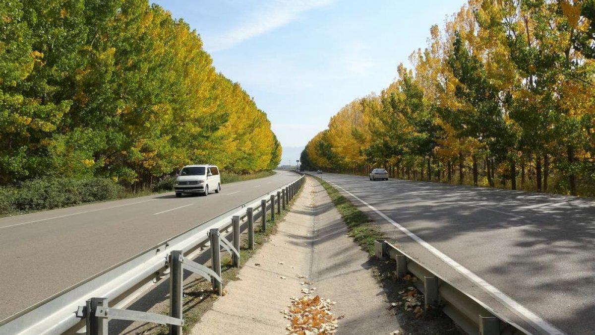 Tokat yolunda bulunan kavak ağaçlarından görsel şölen
