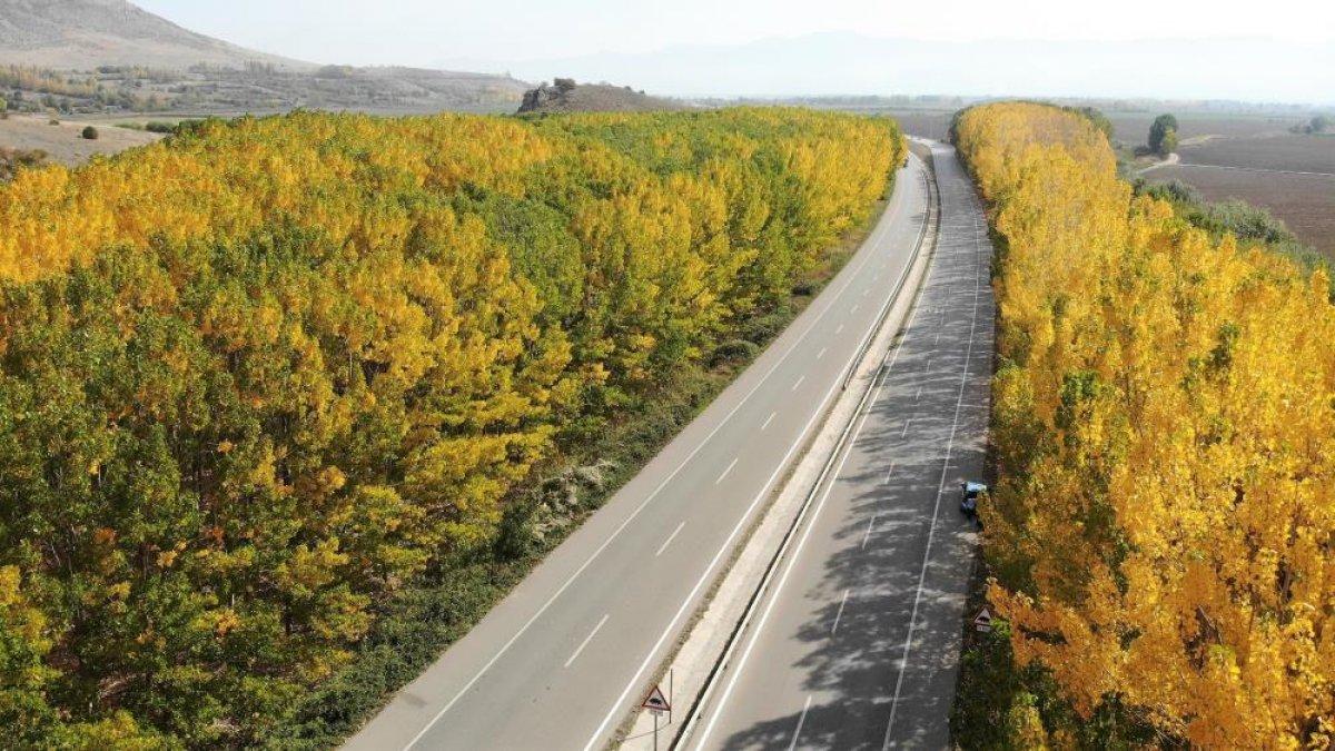 Tokat yolunda bulunan kavak ağaçlarından görsel şölen