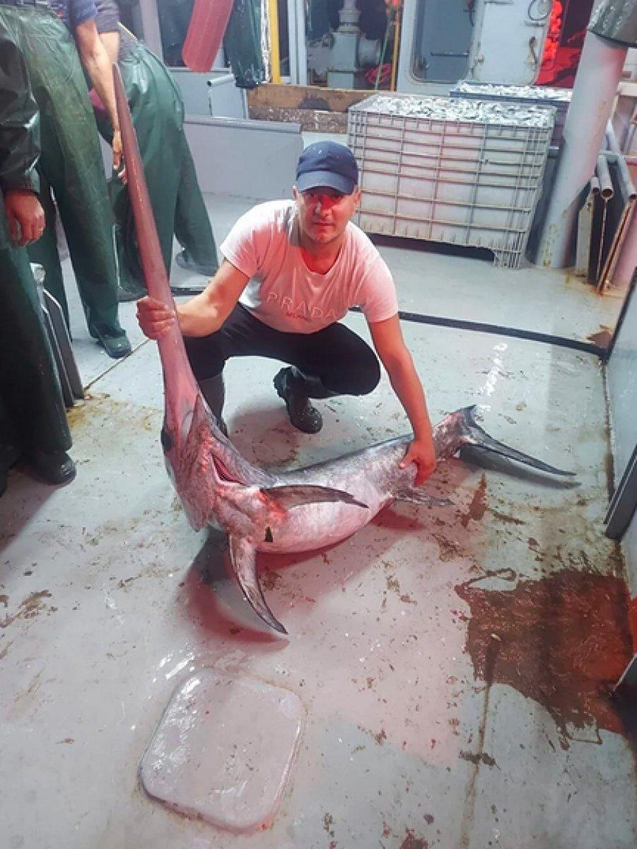 İstanbul Boğazı'nda 60 yıl sonra kılıç balığı görüldü