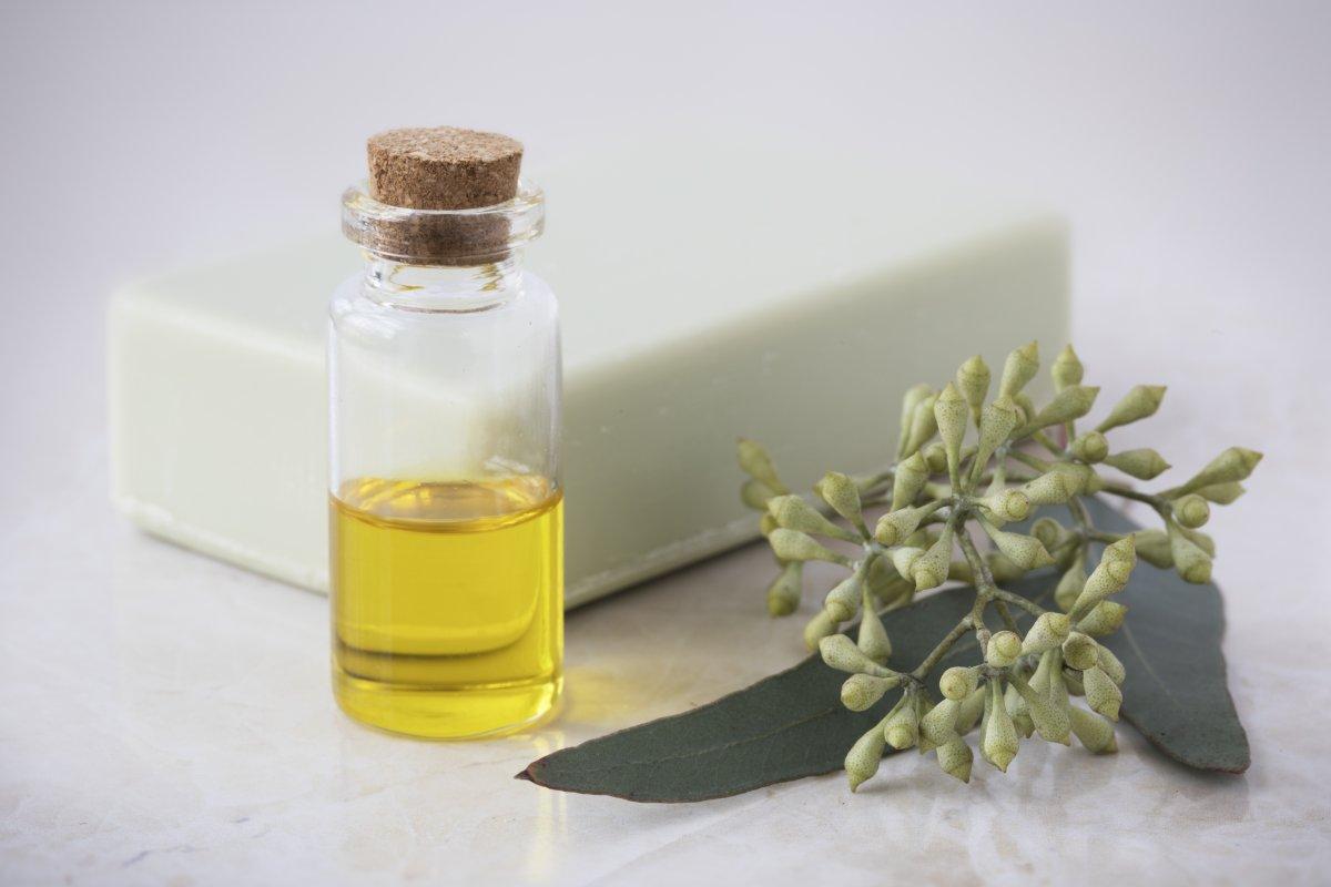 Okaliptüs yağının güzelliğiniz üzerindeki 6 etkisi