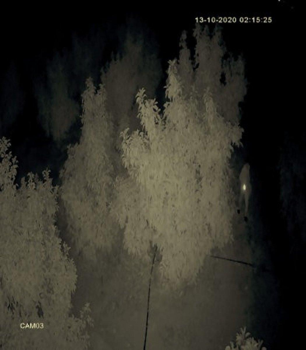 Antalya'da avokado hırsızları çiftçileri bezdirdi