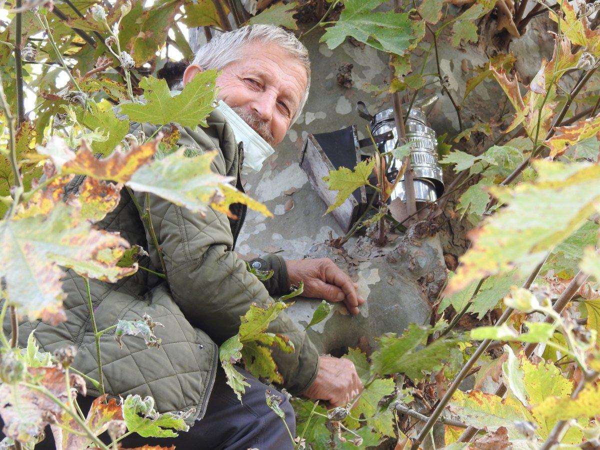 Edirne'de 4 ay önce kaçan kraliçe arı 10 bin arıyla bulundu