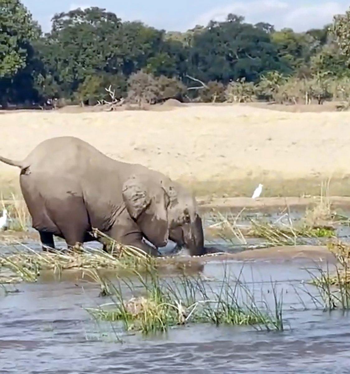 Afrika'da fil, timsahı ezerek öldürdü