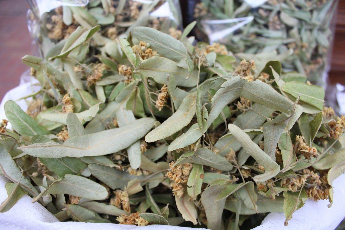 Kışın şifa amaçlı içilen ıhlamurun kilosu 400 liradan satılıyor