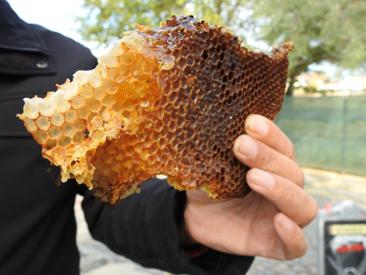 Edirne'de 4 ay önce kaçan kraliçe arı 10 bin arıyla bulundu