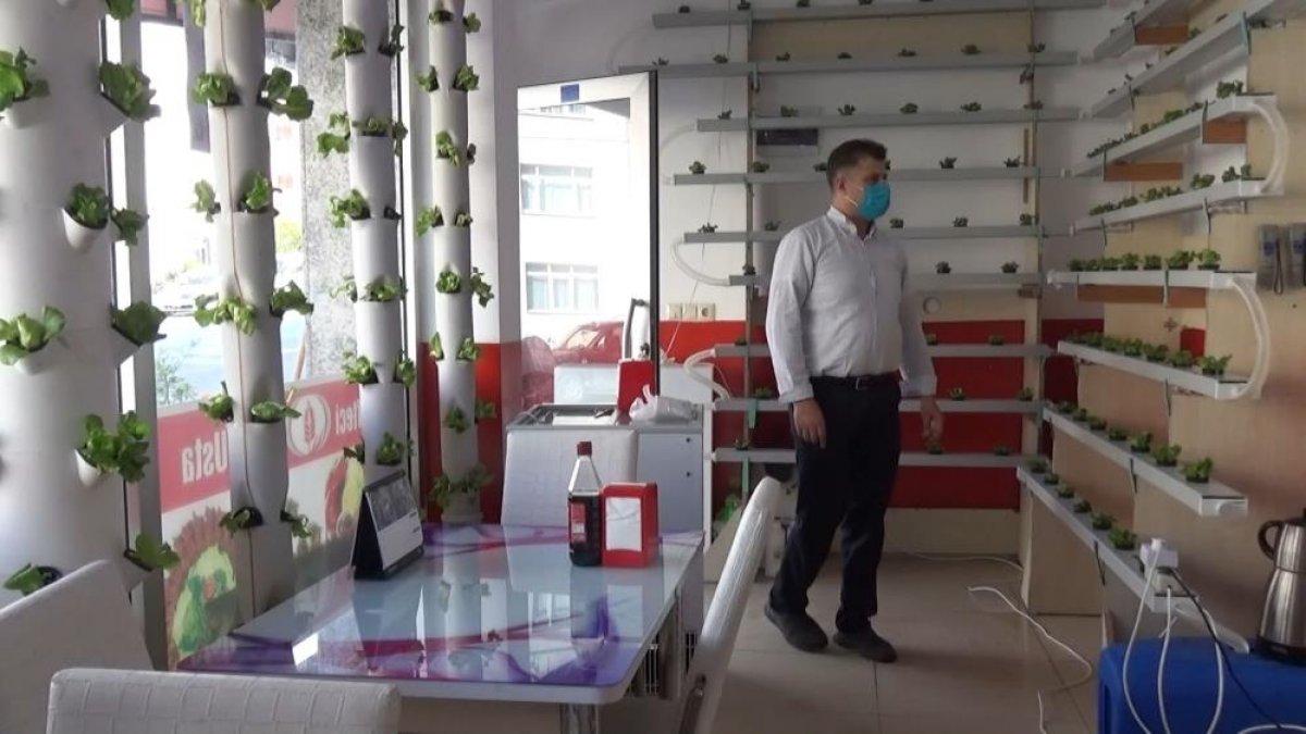 Sinop'ta çiğ köfteci, duvarda marul yetiştiriyor