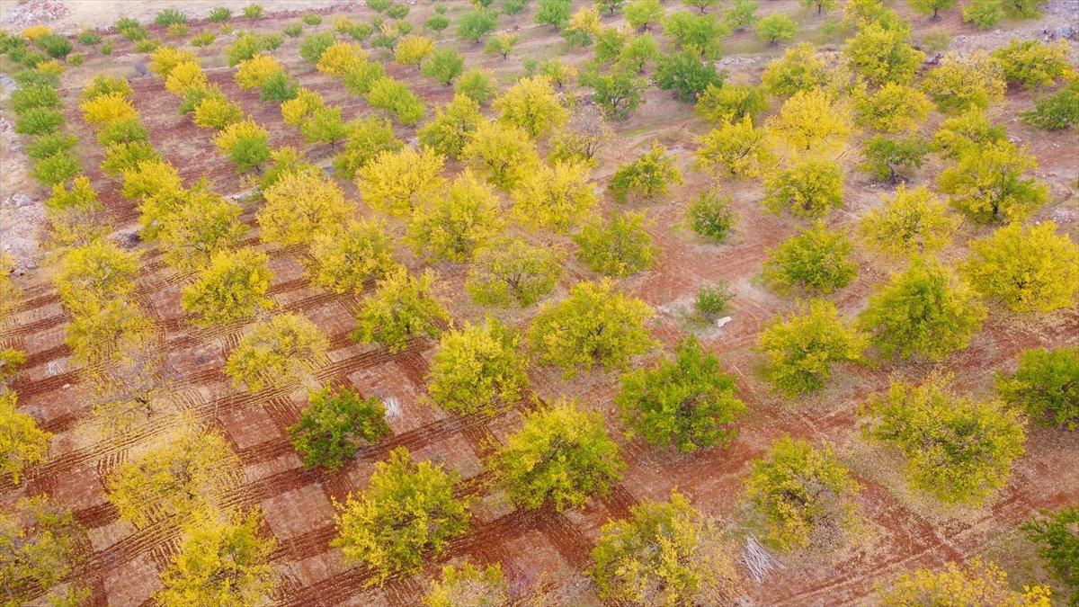 Malatya'daki kayısı ağaçları sonbaharda görsel şölen sunuyor