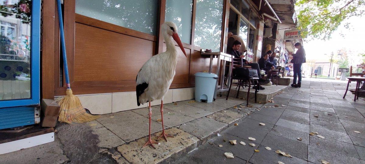 Tekirdağ'da göç yolundaki leylek, esnafa sığınıp göçü unuttu