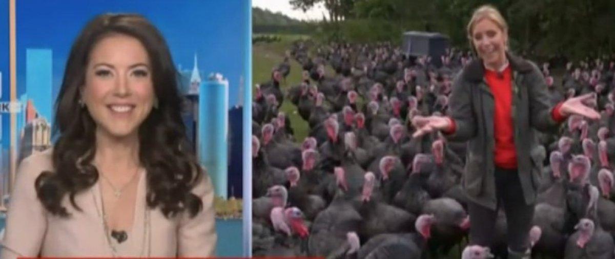 İngiltere'de CNN muhabiriyle hindilerin eğlenceli anları