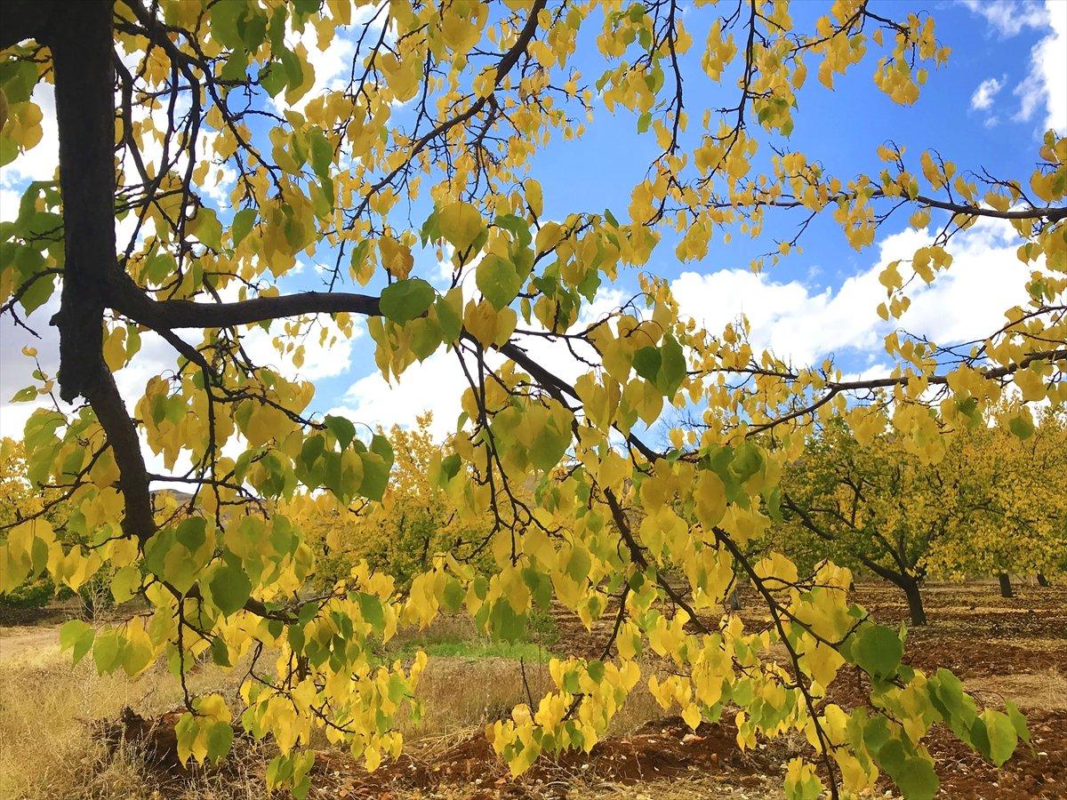 Malatya'daki kayısı ağaçları sonbaharda görsel şölen sunuyor