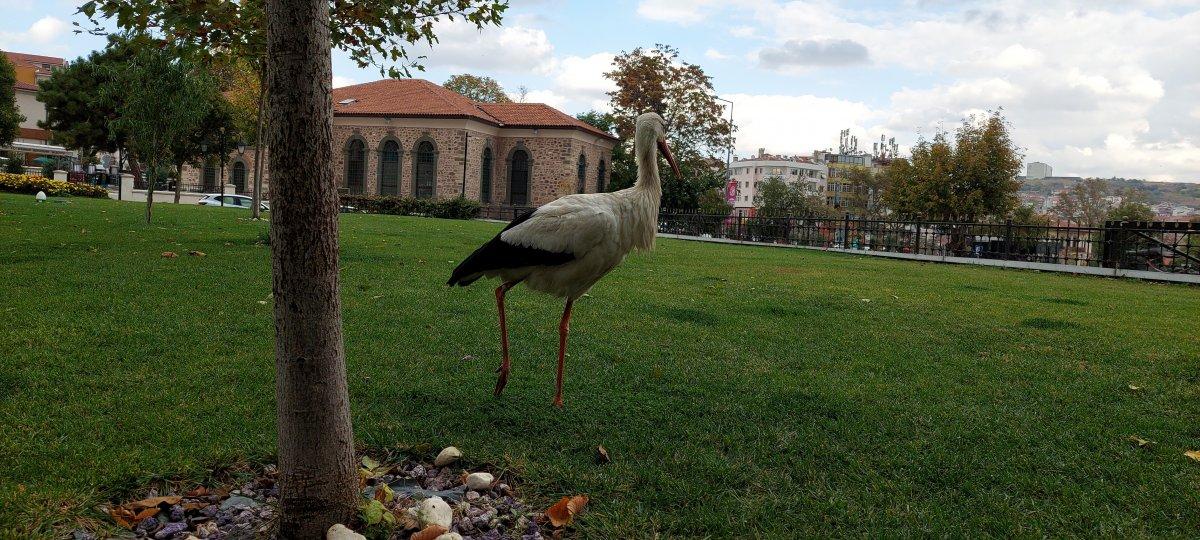 Tekirdağ'da göç yolundaki leylek, esnafa sığınıp göçü unuttu