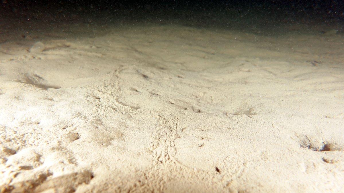 Marmara Denizi soğuyamadı, müsilaj tehlikesi devam ediyor