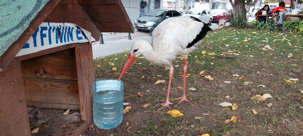 Tekirdağ'da göç yolundaki leylek, esnafa sığınıp göçü unuttu